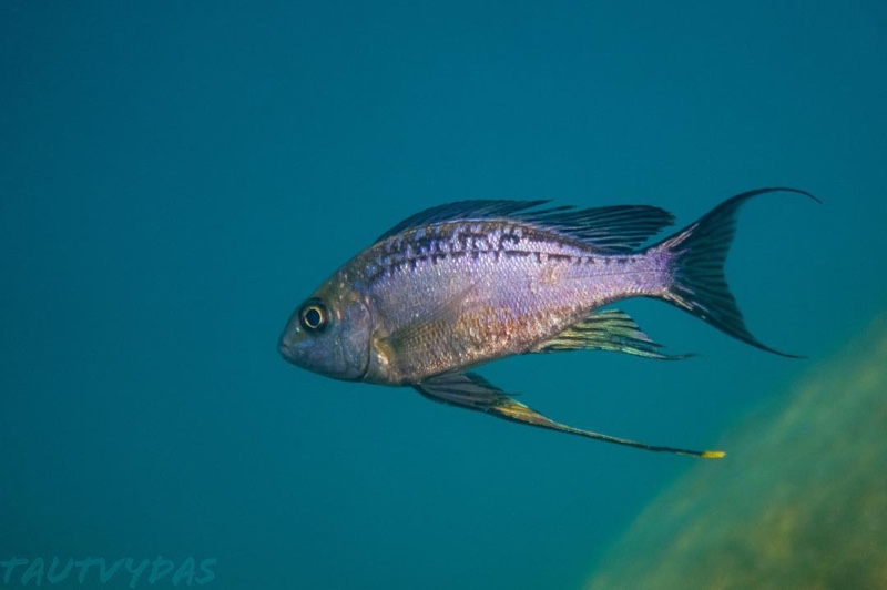 Cyathopharynx sp. 'neon streak' Lake Shore Lodge Kipili